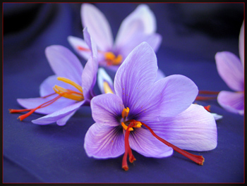 fleurs de safran bio Della Roma