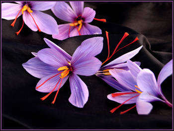 fleurs de safran bio Della Roma
