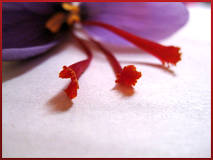 stigmates ou pistils de fleur de safran