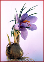 cormus - crocus sativus - fleur du safran
